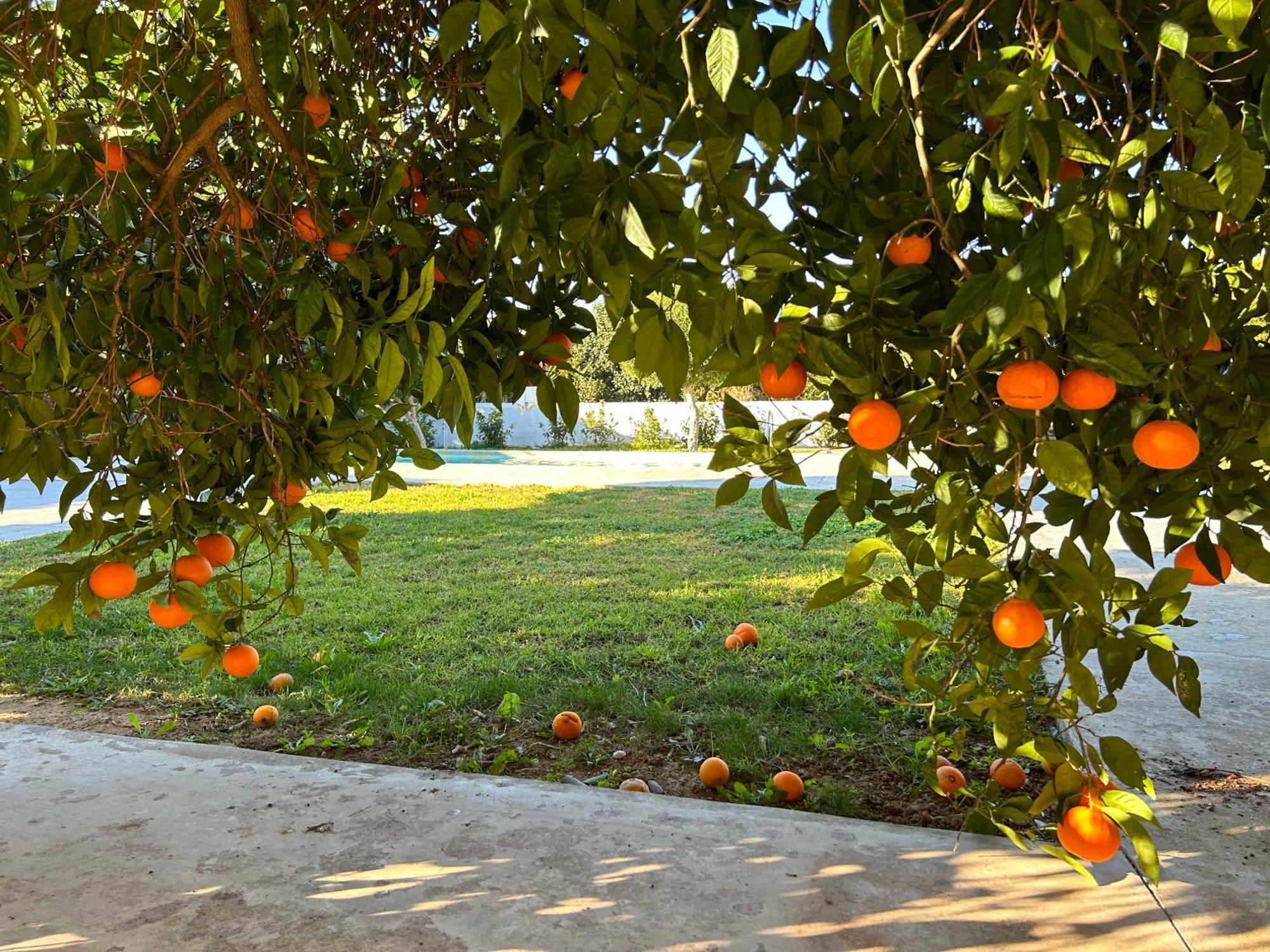 The Orange Garden Apartment Nafplio Luaran gambar